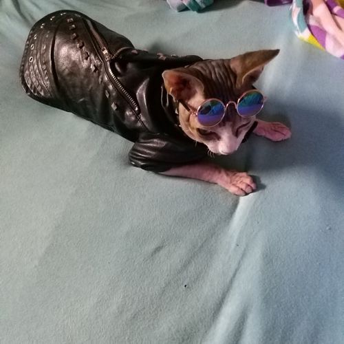 leather jacket for cats