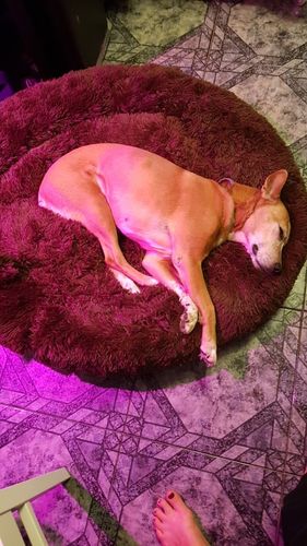 Customer photo review of Dog Bed - Super Soft Calming Bed™