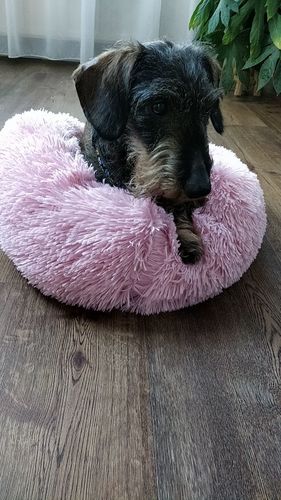 Customer photo review of Dog Bed - Super Soft Calming Bed™
