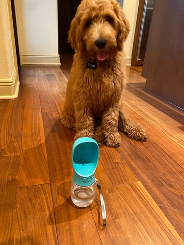 Customer photo review of Petyfy™ - Travel Water Bottle