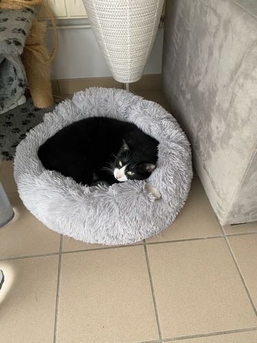 Customer photo review of Dog Bed - Super Soft Calming Bed™