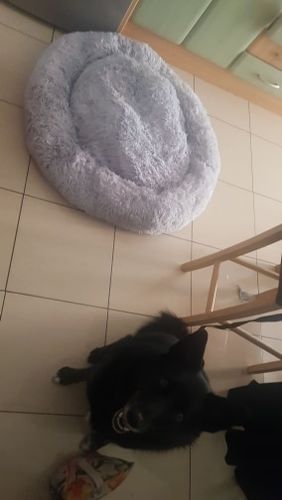 Customer photo review of Dog Bed - Super Soft Calming Bed™
