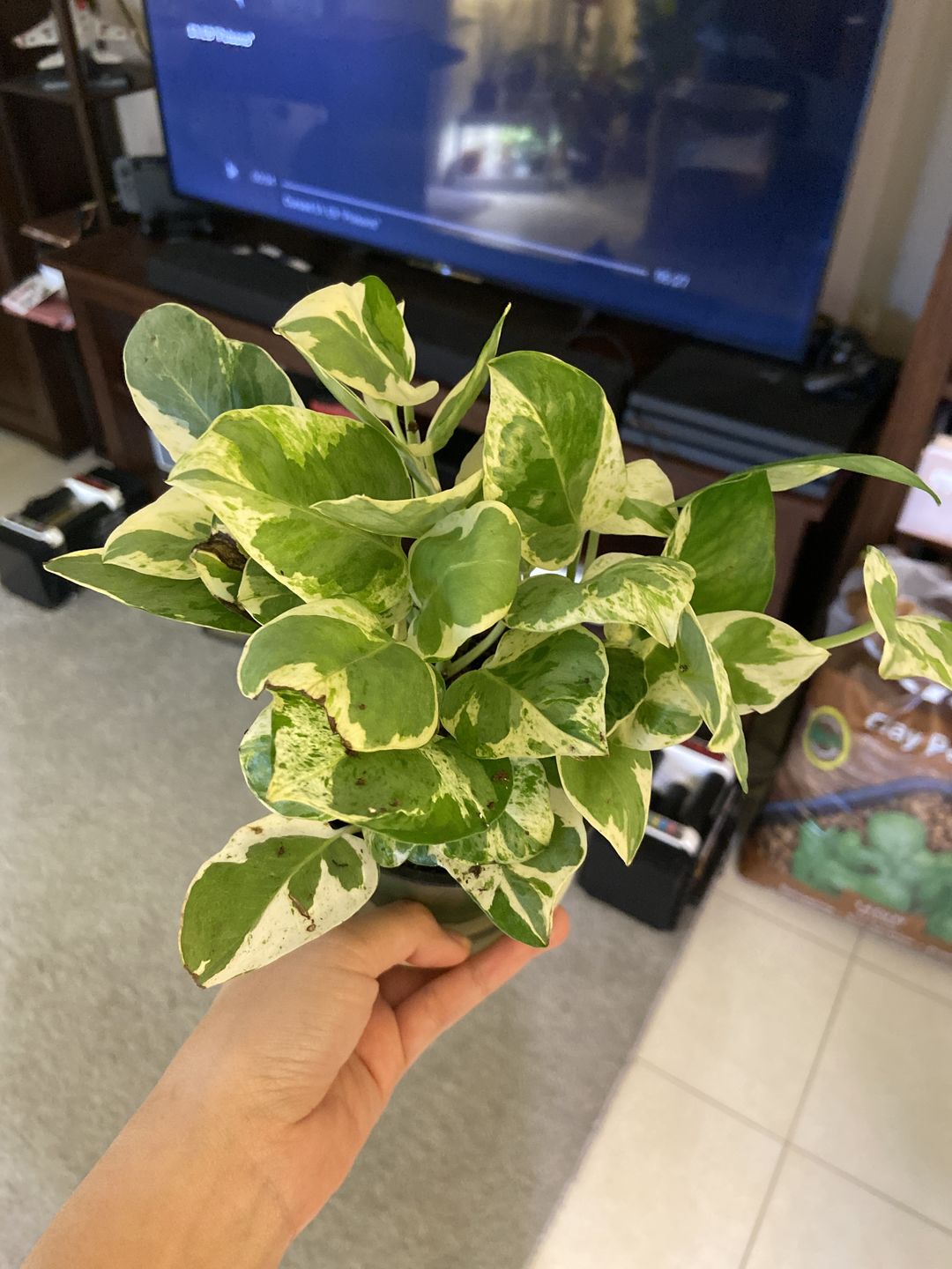 Customer photo review of 4" Pothos Pearls and Jade