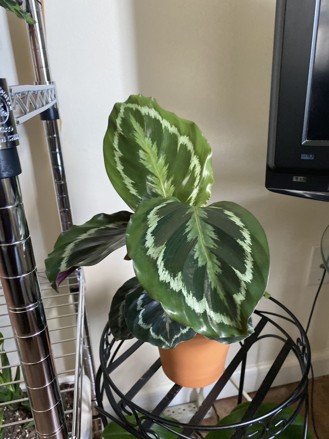 Customer photo review of 4" Calathea roseopicta 'Dottie'