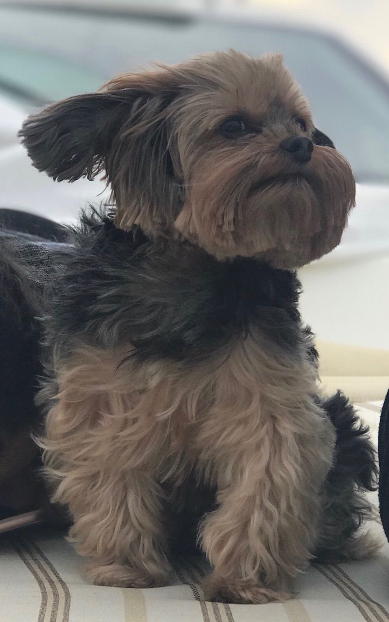 Customer photo review of Agent