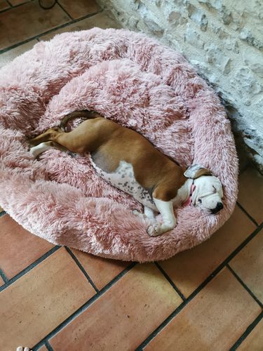 Customer photo review of Lit Apaisant Comfy® |  Pour Chien et Chat