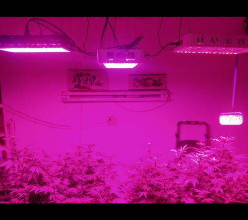 Customer photo review of Sayhon 2000W 2.4G Remote Control Samsung Chips LED Grow Light Full Spectrum Plant Lighting for Greenhouse Indoor Plant Veg and Flower