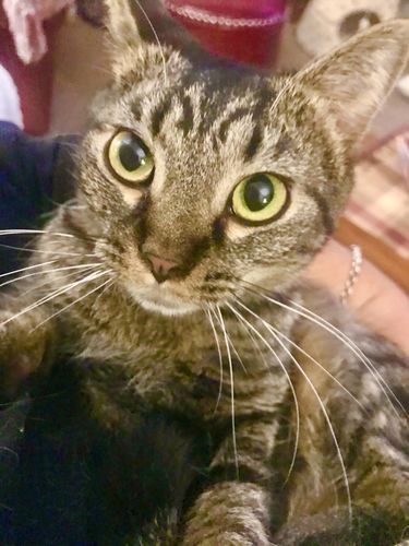 Customer photo review of Tuna & Salmon Recipe Flaked Dinner In Broth Adult Cat Food, 2.8-oz, Case of 12