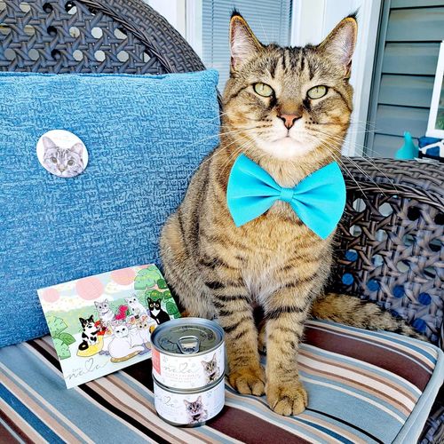 Customer photo review of Tuna & Salmon Recipe Flaked Dinner In Broth Adult Cat Food, 2.8-oz, Case of 12