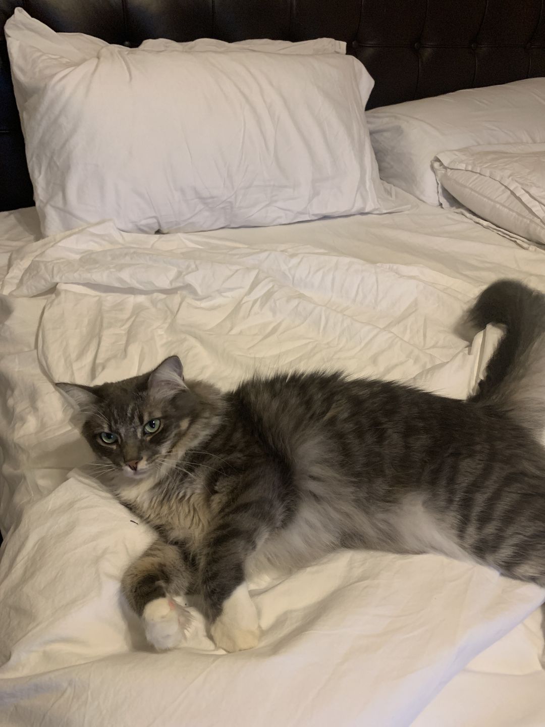 Customer photo review of Classic Giza - 100% Egyptian Cotton Sheet Set