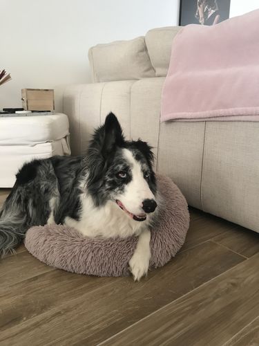 Customer photo review of Lit Apaisant Comfy® |  Pour Chien et Chat