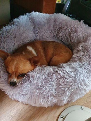 Customer photo review of Lit Apaisant Comfy® |  Pour Chien et Chat