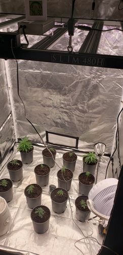 Customer photo review of Slim 480H Dimmable LED Grow Light 480w (120 Degree) 3500k