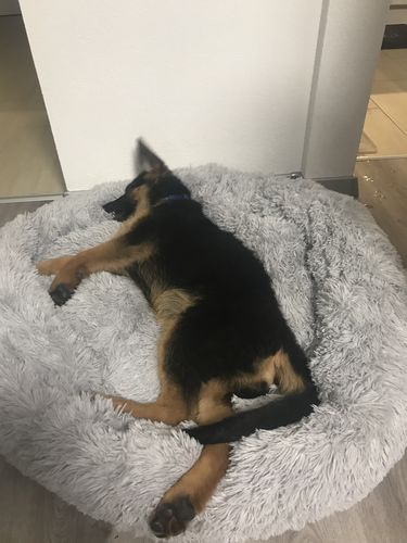 Customer photo review of Lit Apaisant Comfy® |  Pour Chien et Chat