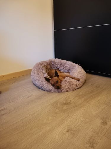 Customer photo review of Lit Apaisant Comfy® |  Pour Chien et Chat