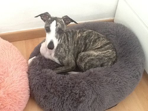 Customer photo review of Lit Apaisant Comfy® |  Pour Chien et Chat