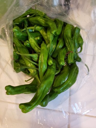 Customer photo review of [Galleria] Shishito Peppers 1lb