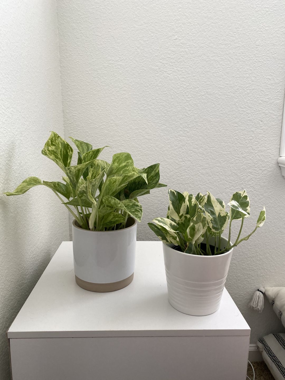 Customer photo review of 4" Pothos Pearls and Jade