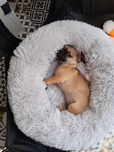 Customer photo review of Lit Apaisant Comfy® |  Pour Chien et Chat