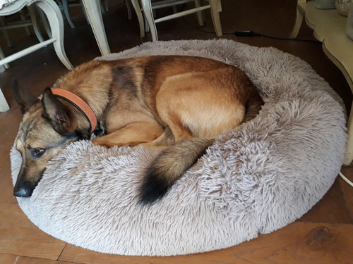 Customer photo review of Lit Apaisant Comfy® |  Pour Chien et Chat