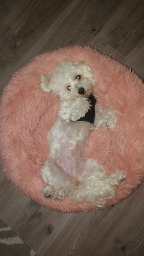 Customer photo review of Lit Apaisant Comfy® |  Pour Chien et Chat