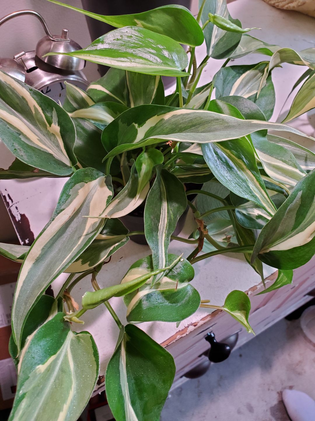 Customer photo review of 4" Philodendron sp. Rio