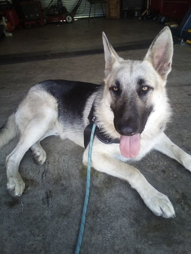 Customer photo review of Premium Quality Nylon Dog Leash (5 feet / 150 cm)