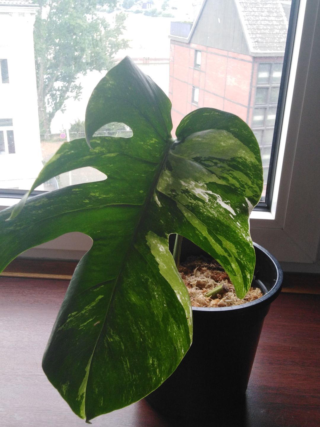 Customer photo review of MONSTERA BORSIGIANA VARIEGATA
