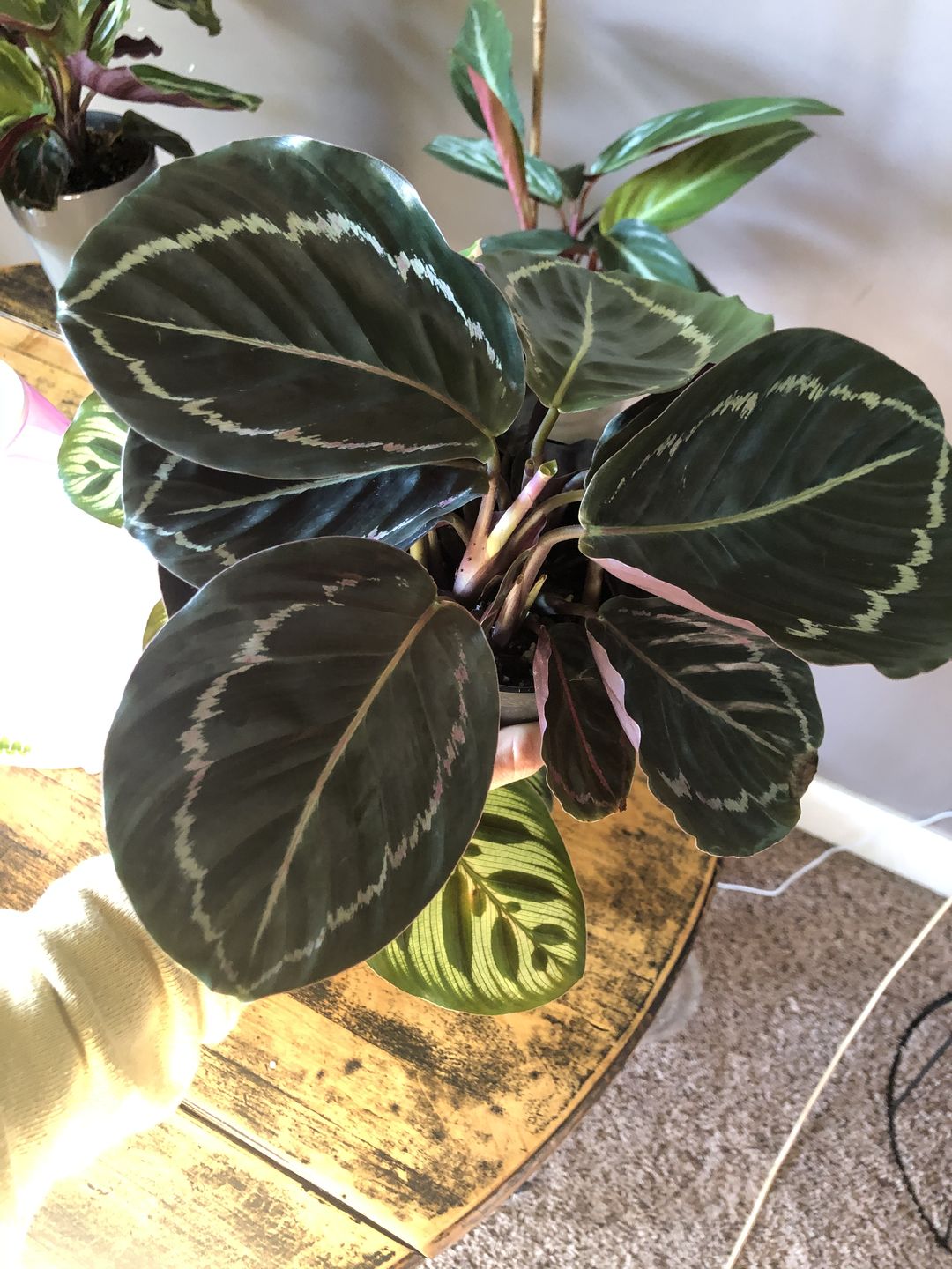 Customer photo review of 4" Calathea roseopicta 'Dottie'