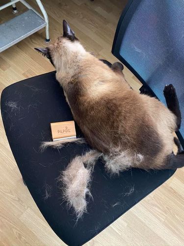 Customer photo review of Brosse Anti-Poils Chien, Chat, Cheval, Lapin | Original | Pilpoil®