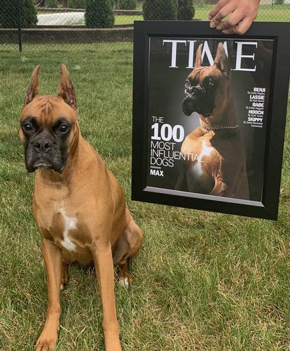 Customer photo review of Posing Pig Custom Print