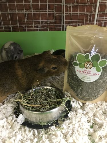 Customer photo review of GuineaDad Nourish Series - Pea Flakes