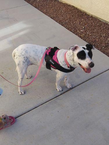Customer photo review of Lifetime Warranty Personalized NO PULL Dog Harness (FREE Shipping)