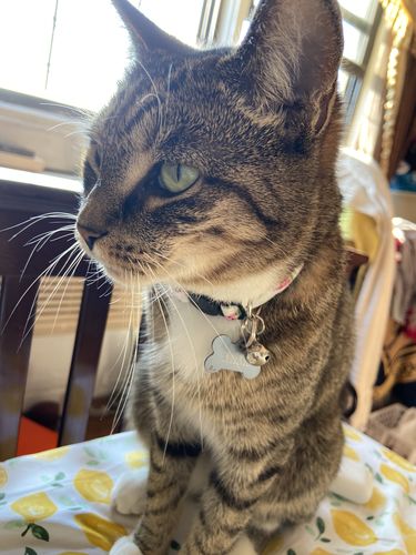 watermelon cat collar