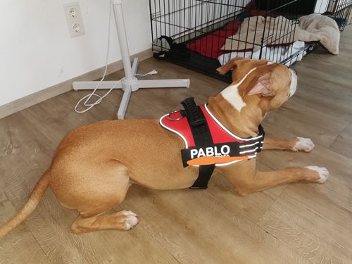 Customer photo review of Pfotenlove - Anti-Zug Personalisiertes Hundegeschirr – Premium Edition