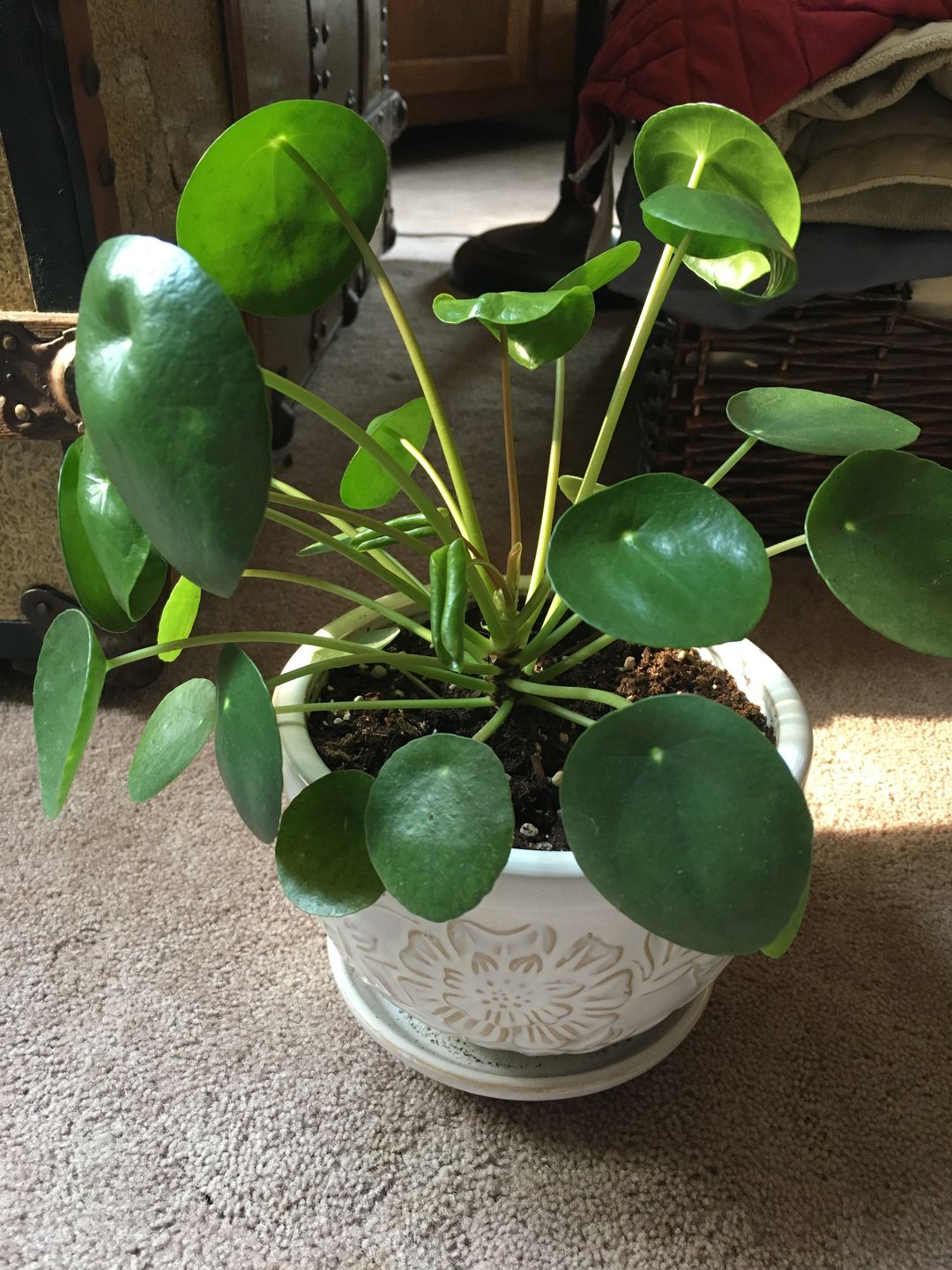 Customer photo review of 4" Pilea Peperomioides