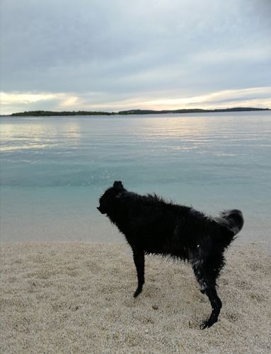 Customer photo review of APIPET FLEXI - zdravi zglobovi i hrskavica