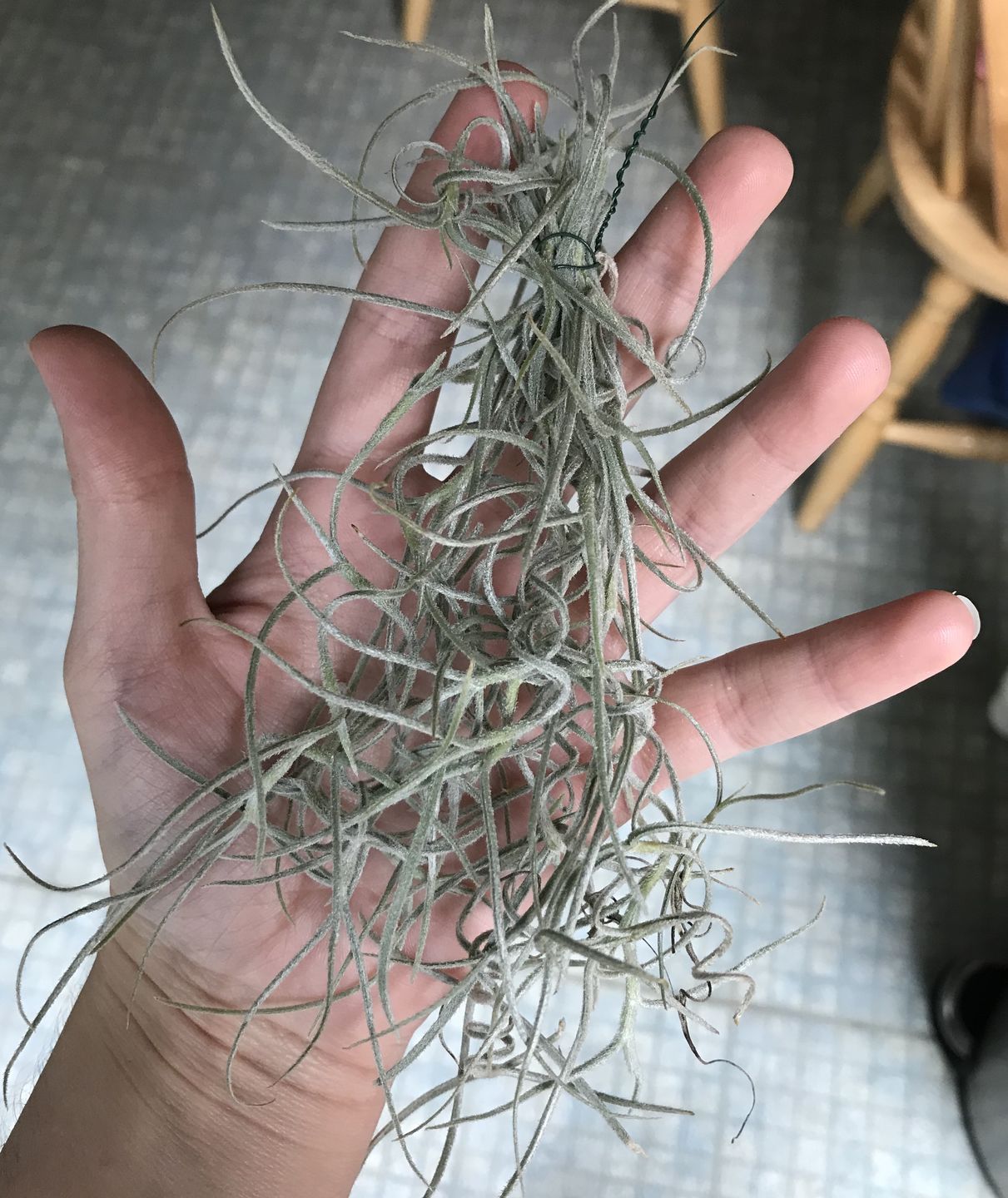 Customer photo review of Usneoides (Spanish Moss) White  On Hanging Wire!