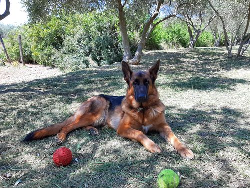 Customer photo review of APIPET SKIN - zdrava koža i sjajna dlaka