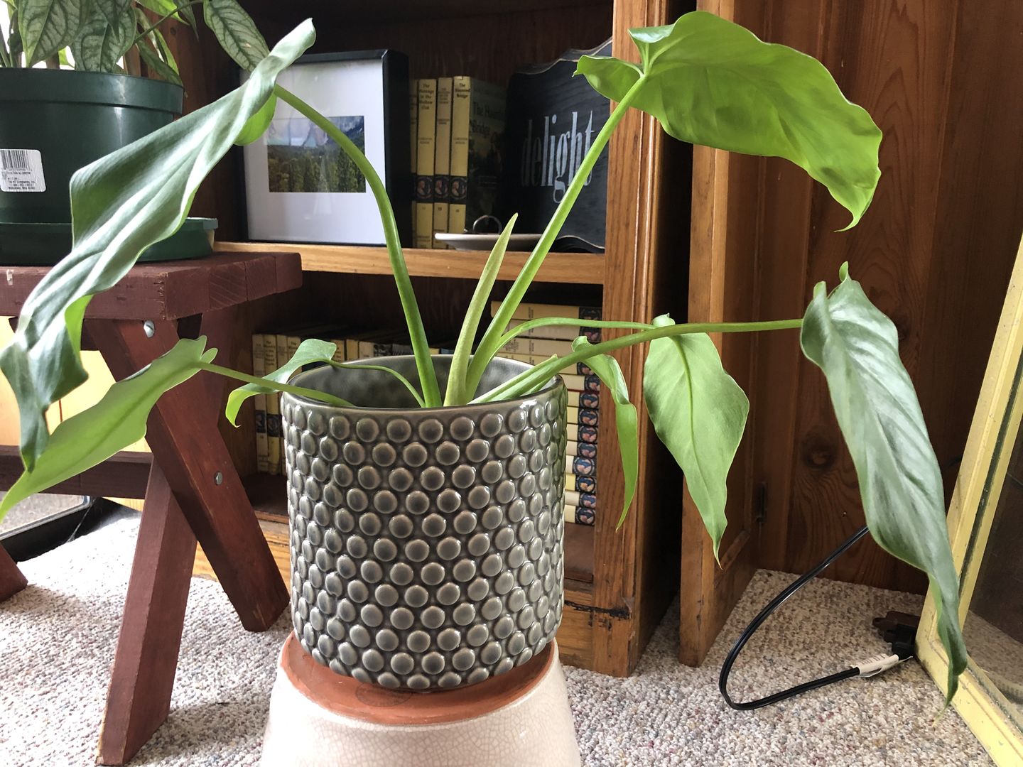 Customer photo review of 4" Philodendron Giganteum