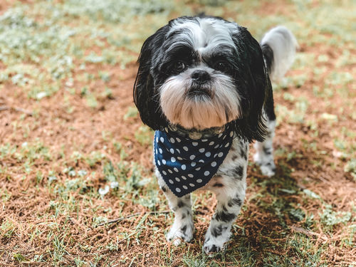 Customer photo review of DOG LOVERS LIGHTROOM PRESETS