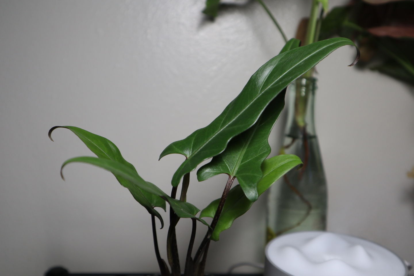 Customer photo review of 4" Alocasia Lauterbachiana