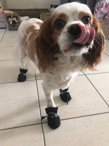 Customer photo review of Petyfy ™ Dog Shoes