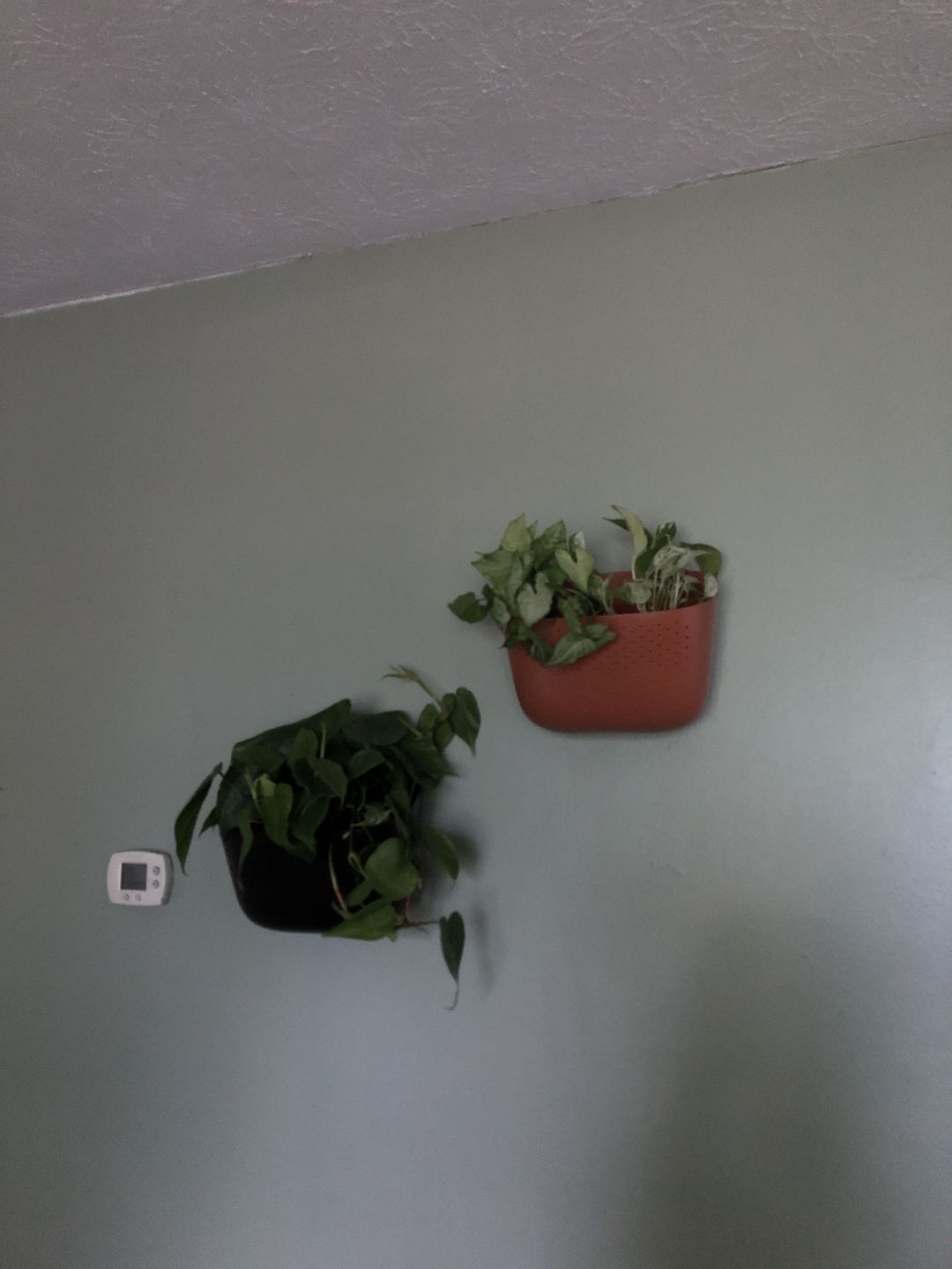 Customer photo review of Wally Eco Terracotta Wall Planter