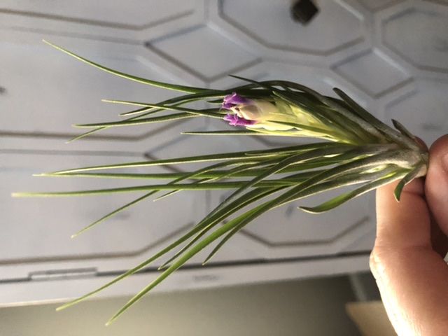 Customer photo review of *6 Pack* Premium Air Plants Mix  *Cannot Be Shipped Internationally*