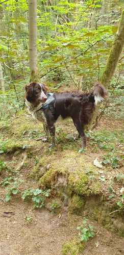 Customer photo review of Pfotenlove® - Personalisiertes Hundegeschirr