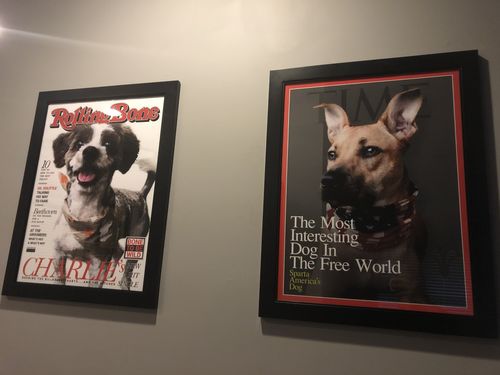 Customer photo review of Posing Pig Custom Print