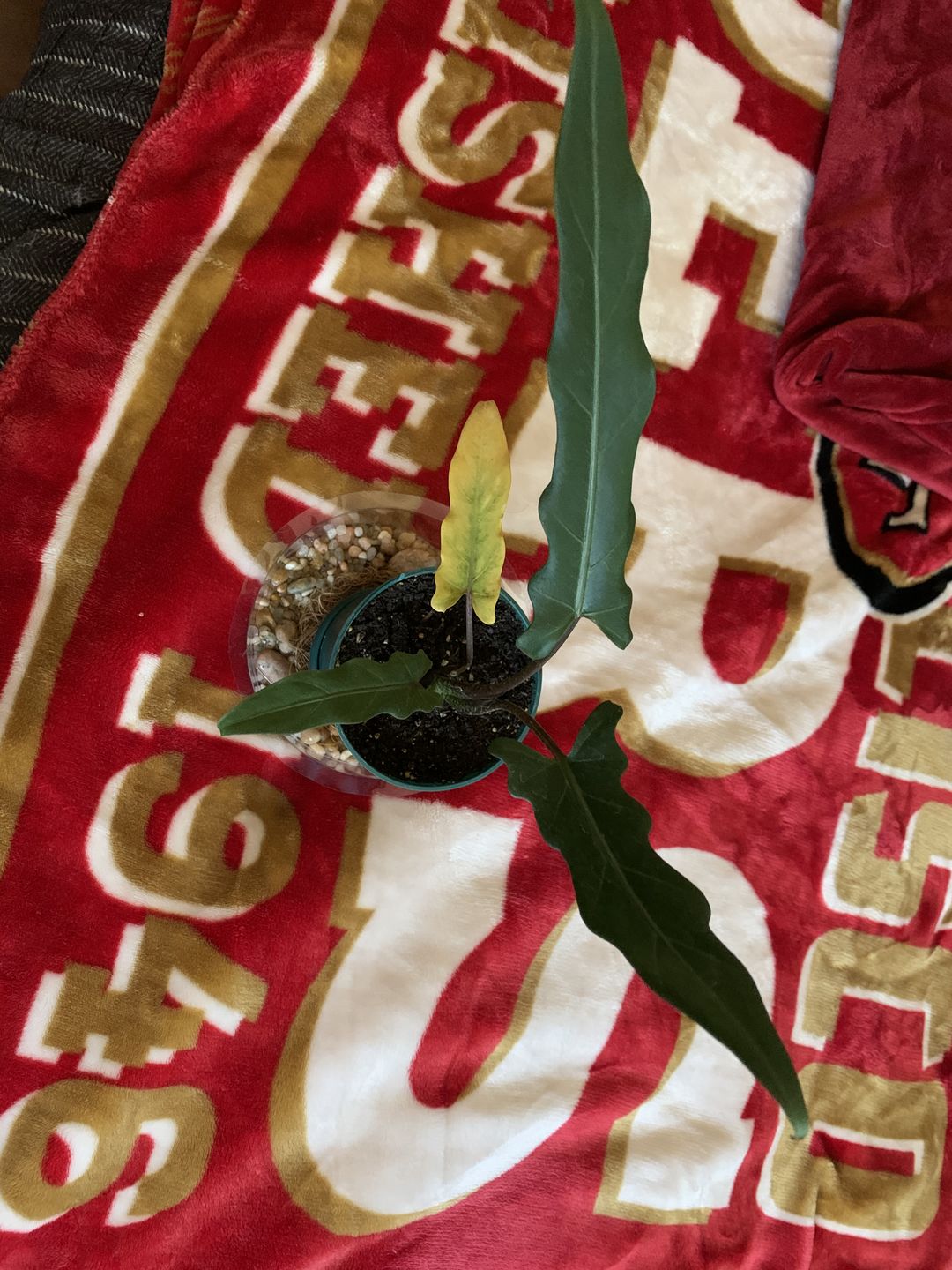 Customer photo review of 4" Alocasia Lauterbachiana