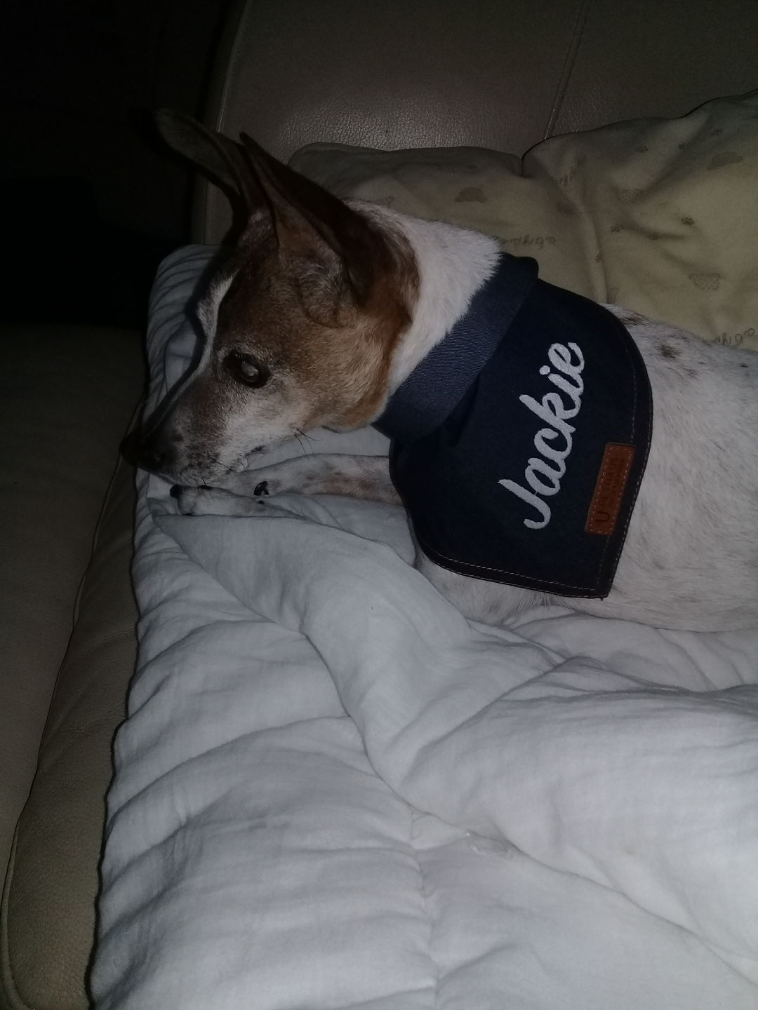 Customer photo review of Custom Text Denim Dog Bandana