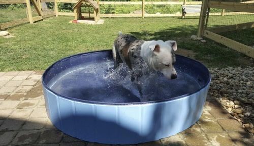Customer photo review of PetSwim© - Faltbarer Hundepool + Gratis Fellpflegehandschuh 🎁